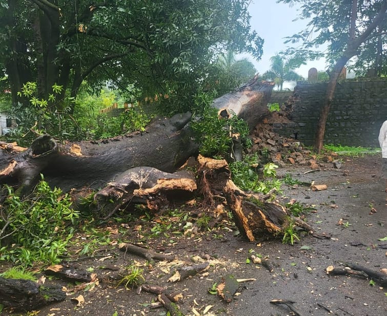 Raigad Rains: The tree in which Narveer Tanaji Malusare's weapon was found collapsed in Poladpur Raigad Rains : नरवीर तानाजी मालुसरे यांची शस्त्रं ज्या झाडात सापडली ते अवाढव्य झाड कोसळलं