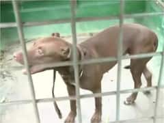 Pit Bull Dog Lucknow: मालकिन की जान लेने वाले पिटबुल डॉग को कहां रखा गया? लाइसेंस नहीं दिखा पाया मालिक