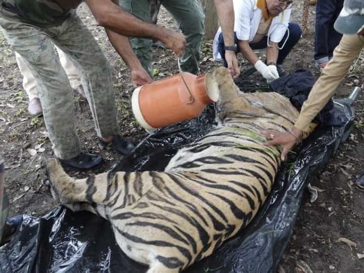 Wildlife of MP : 'सुंदरी' को मिला स्थायी ठिकाना, जानिए उसका अबतक का सफर