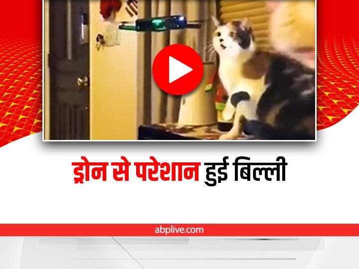 cat hits drone in air video viral on social media Viral: बिल्ली ने हवा में उड़ते ड्रोन को हाथ से झटककर गिराया नीचे, देखिए ये मज़ेदार वीडियो