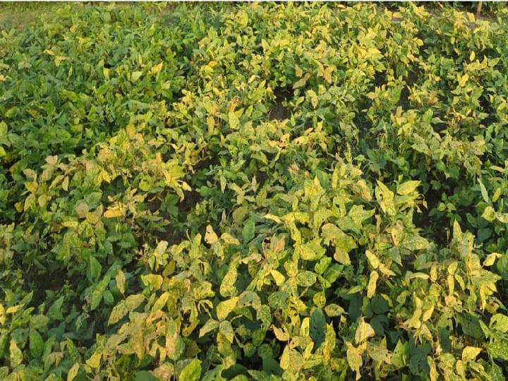 Pest Management and important work in crops for prevention of yellow mosaic disease Crop Management: किसानों की परेशानी बढ़ा सकता है पीला मोजेक रोग, इन खास उपायों से करें रोकथाम