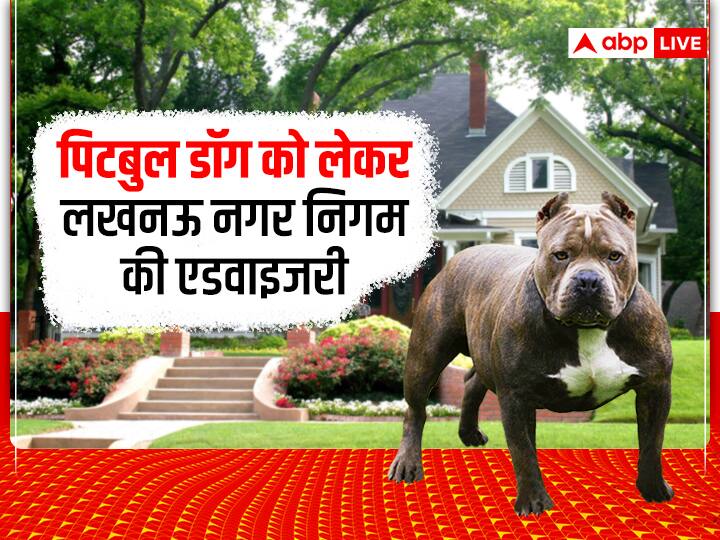 Pit Bull Dog Lucknow Everything Need To Know Before Petting Dog Rules Pit Bull Dog Lucknow: खूनी कुत्ते पिटबुल की हर जगह हो रही चर्चा, जानें- क्या हैं पालने के नियम, लखनऊ नगर निगम ने जारी की एडवाइजरी
