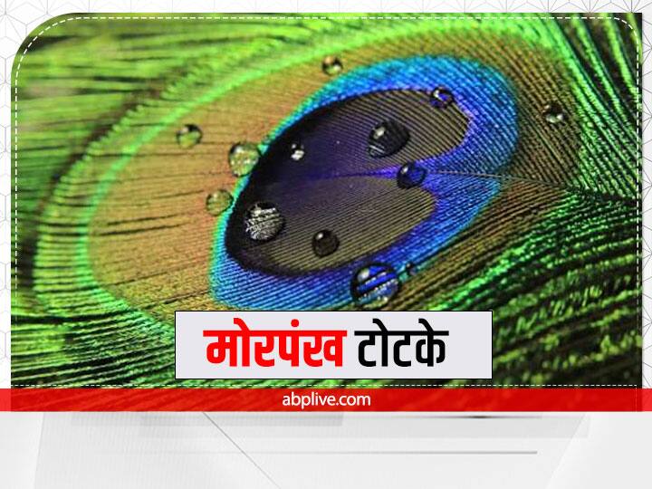 Morpankh Totke Peacock feather five upay benefit victory over enemy money kalsarp dosh grah peace nazar dosh Morpankh Totke: शनिवार को करें मोरपंख का ये टोटका, दुश्मन कभी नहीं करेगा परेशान