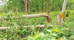 In Photos: छत्तीसगढ़ के बलरामपुर में जंगल की सरकारी जमीन पर अतिक्रमण, सैकड़ों हरे-भरे पेड़ों की बली