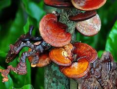 Mushroom Farming: ਲੱਕੜ ਤੋਂ ਨਿਕਲ ਕੇ ਸੋਨੇ ਦੇ ਭਾਅ 'ਤੇ ਵਿਕਦੀ ਹੈ ਇਹ ਜਾਦੂਈ ਮਸ਼ਰੂਮ, ਇਸ ਨੂੰ ਉਗਾ ਕੇ ਕਿਸਾਨ ਹੋ ਰਹੇ ਨੇ ਮਾਲਾਮਾਲ