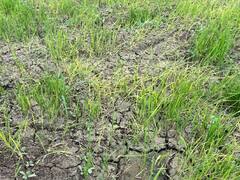 Bihar Weather News: बारिश नहीं होने से दक्षिण बिहार और मध्य बिहार में किसानों की बढ़ी चिंंता, खेतों पड़ गए में दरार