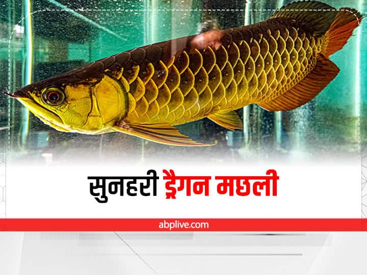 Fengshui Tips use group of 9 fishes get good luck and wealth Fengshui Tips: इन 9 मछलियों का समूह लाएगा सौभाग्य में वृद्धि, आजमाएं जरूर