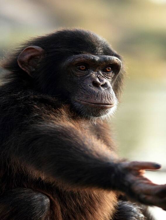 World Chimpanzee Day: உயிருக்கு மன்றாடும் சிம்பன்சி குரங்கள்!