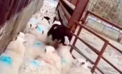 Viral Video: ਬਹੁਤ ਕੰਮ ਆਉਂਦਾ ਹੈ ਇਹ ਕੁੱਤਾ, ਲੋੜ ਪੈਣ 'ਤੇ ਬਣ ਜਾਂਦਾ ਹੈ ਟ੍ਰੈਫਿਕ ਗਾਰਡ, ਦੇਖੋ ਵਾਇਰਲ ਵੀਡੀਓ