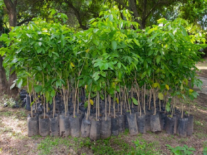 Mahogany Farming: अगले 10 साल में खेती के जरिये होगी करोड़ों की कमाई, जानें महोगनी उगाकर बंपर पैसा कमाने का नुस्खा