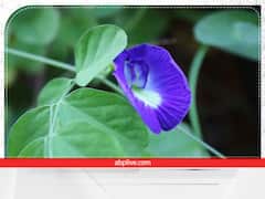 Shani Dev : अपराजिताच्या झाडाने शनिदेव प्रसन्न होतात, घरात होतो धनाचा वर्षाव