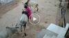 Viral Video: 3 ਬਲਦਾਂ ਦੇ ਵਿਚਕਾਰ ਫਸੀ ਔਰਤ, ਫਿਰ ਜੋ ਹੋਇਆ ਉਹ ਦੇਖ ਉੱਡ ਜਾਣਗੇ ਹੋਸ਼