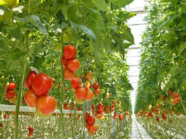 Tomato Farming: बिना सड़े-गले हाथोंहाथ बिक जायेंगे सारे टमाटर, इस खास तकनीक से करें खेती