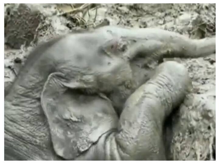 Baby Elephant, Mother Saved In Dramatic Rescue From Manhole In Thailand | WATCH Baby Elephant, Mother Saved In Dramatic Rescue From Manhole In Thailand | WATCH