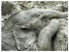 Baby Elephant, Mother Saved In Dramatic Rescue From Manhole In Thailand | WATCH