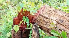 In Photos: छत्तीसगढ़ के बलरामपुर में जंगल की सरकारी जमीन पर अतिक्रमण, सैकड़ों हरे-भरे पेड़ों की बली