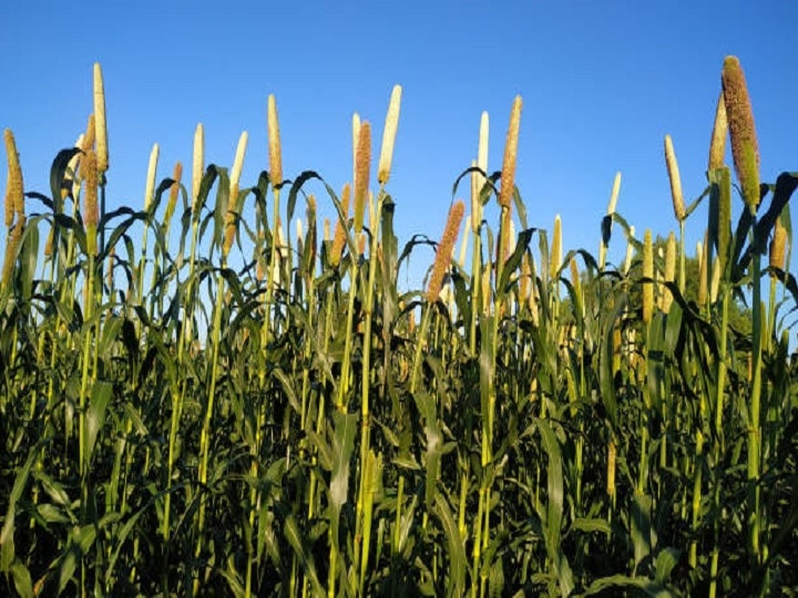 Millet Farming: इस साल बढ़ेगा बाजरा का रकबा, खेत में लगायें ये 5 उन्नत किस्में, जानें इनकी खासियत