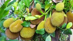 Raw Jackfruit: এঁচোড় খেলে শরীরে কী প্রভাব পড়ে জানা আছে তো?
