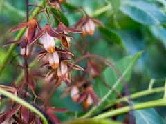 Mahogany Farming: अगले 10 साल में खेती के जरिये होगी करोड़ों की कमाई, जानें महोगनी उगाकर बंपर पैसा कमाने का नुस्खा