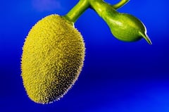 Raw Jackfruit: এঁচোড় খেলে শরীরে কী প্রভাব পড়ে জানা আছে তো?