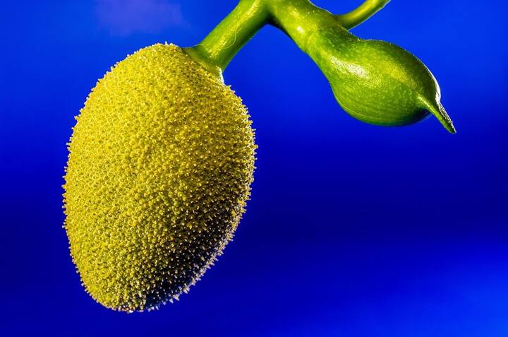 কাঁঠাল ফল হিসেবে খাওয়া হয় আর এঁচোড় সব্জি হিসেবে। বাংলায় যেমন এঁচোড় বলা হয়, তেমনই অনেক জায়গায় একে গাছ পাঁঠা নামেও ডাকা হয়। মশলা সহযোগে এই সব্জির স্বাদ দুর্দান্ত।