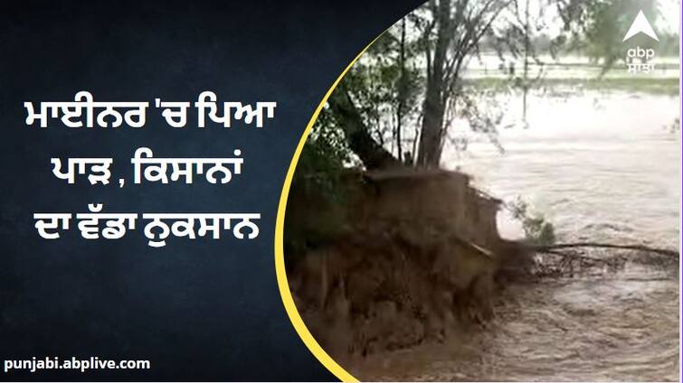Punjab News: Due to continuous rain in Abohar, 70 feet gap in the miner, major loss of crops ਕਿਸਾਨਾਂ ਨੂੰ ਦੋਹਰੀ ਮਾਰ ! ਮਾਈਨਰ ਵਿੱਚ ਪਿਆ 70 ਫੁੱਟ ਦਾ ਪਾੜ, ਖੇਤਾਂ  'ਚ ਭਰਿਆ ਪਾਣੀ