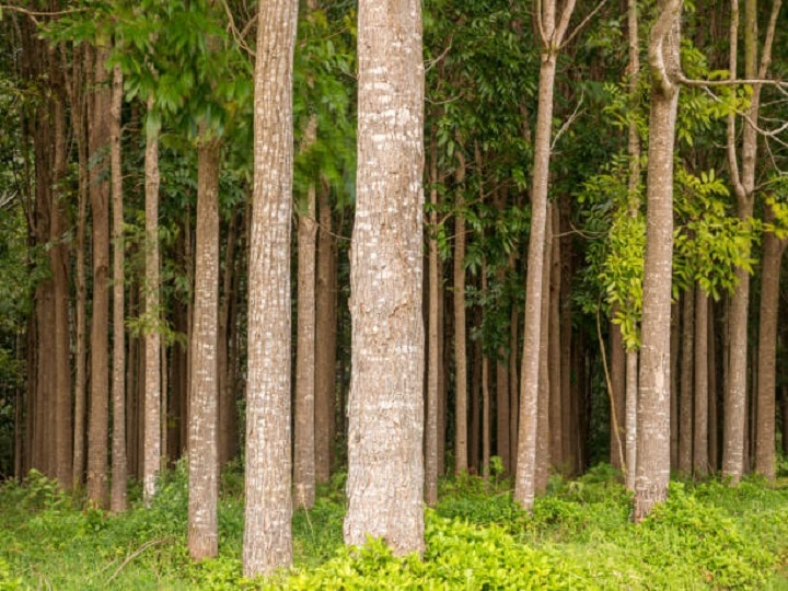 Mahogany Farming: अगले 10 साल में खेती के जरिये होगी करोड़ों की कमाई, जानें महोगनी उगाकर बंपर पैसा कमाने का नुस्खा