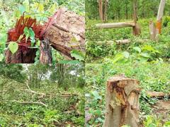 In Photos: छत्तीसगढ़ के बलरामपुर में जंगल की सरकारी जमीन पर अतिक्रमण, सैकड़ों हरे-भरे पेड़ों की बली