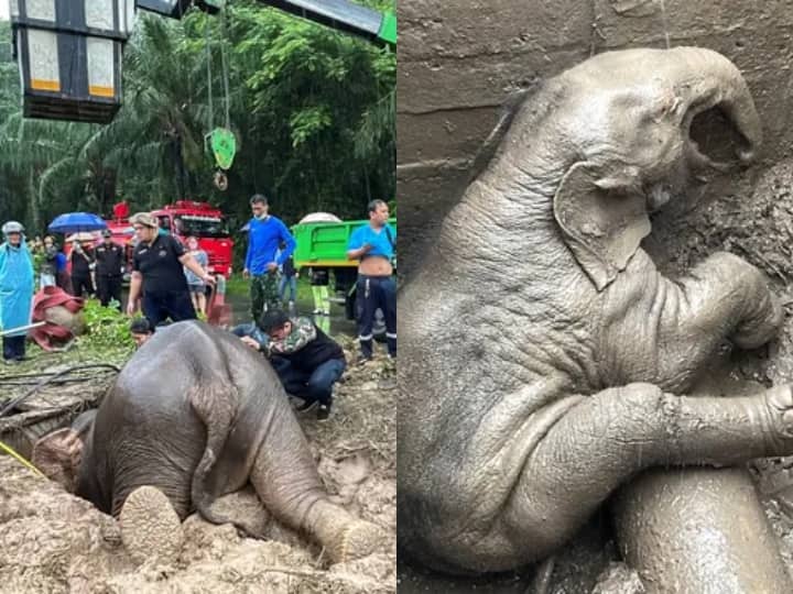 Thailand Elephant and its baby fell into pit rescued after 7 hours of effort Viral Video: कीचड़ में फंसे हाथी को बचाने के बाद यूं खुश हुई महिला, आंसू ला देगा ये वीडियो