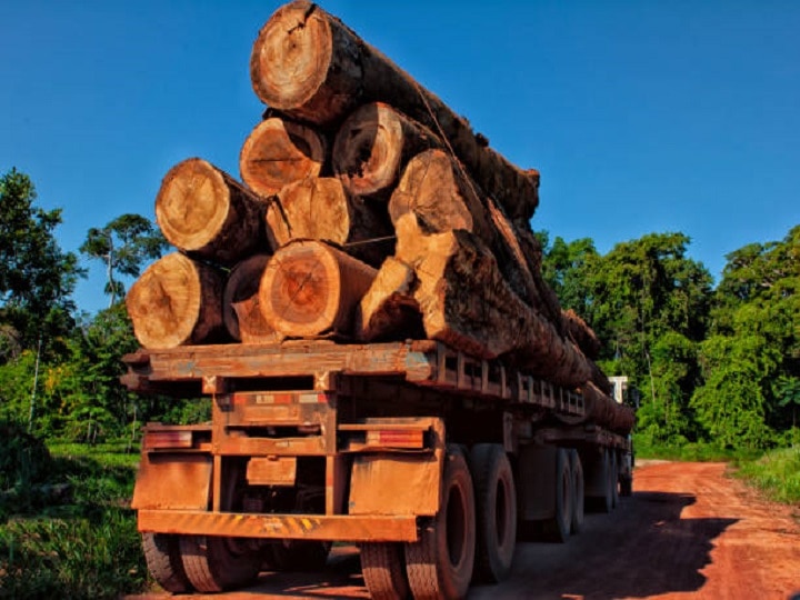 Mahogany Farming: अगले 10 साल में खेती के जरिये होगी करोड़ों की कमाई, जानें महोगनी उगाकर बंपर पैसा कमाने का नुस्खा