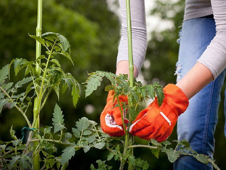 Tomato Farming: बिना सड़े-गले हाथोंहाथ बिक जायेंगे सारे टमाटर, इस खास तकनीक से करें खेती