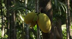 Raw Jackfruit: এঁচোড় খেলে শরীরে কী প্রভাব পড়ে জানা আছে তো?