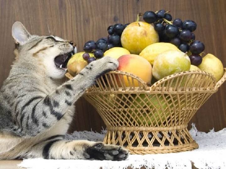 Pet nutrition: உங்கள் செல்லப்பிராணிகளின் ஆரோக்கியத்திற்கு உதவும் பழங்கள்!