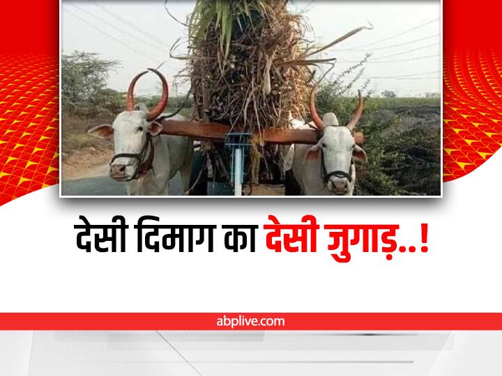 RIT students of Maharashtra made a portable tyre to reduce the load of a bull idea viral on social media Watch: RIT के छात्रों किया कमाल, बैलों का लोड कम करने के लिए भिड़ाया देसी दिमाग