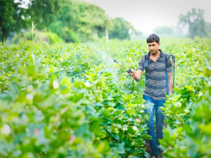 Agriculture Research: मधुमक्खियों की जान ले रहे हैं जहरीले कीट नाशक, रिसर्च में साबित हुआ बड़ा खतरा