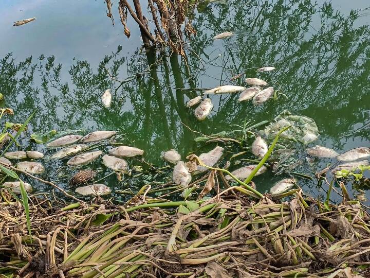 Delhi, NGT has said there is a need to find out why fish are dying in Najafgarh drain Delhi News: नजफगढ़ नाले में मछलियों की रहस्यमयी मौत के लिए गुरुग्राम का प्रदूषण जिम्मेदार? NGT ने मांगी रिपोर्ट