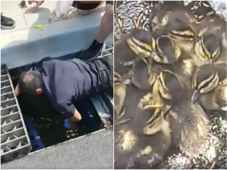 American Police Officer Saved lives of ducks by entering the drain see Viral Video Watch : अमेरिकेतील या पोलिस अधिकाऱ्याला सलाम! नाल्यात जाऊ वाचवला बदकांचा जीव, पाहा VIDEO 
