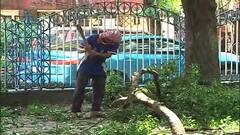 Kolkata News: সবুজ বাঁচাতে উদ্যোগ, সাদার্ন অ্যাভিনিউয়ে গাছ কাটায় হস্তক্ষেপ স্থানীয়দের