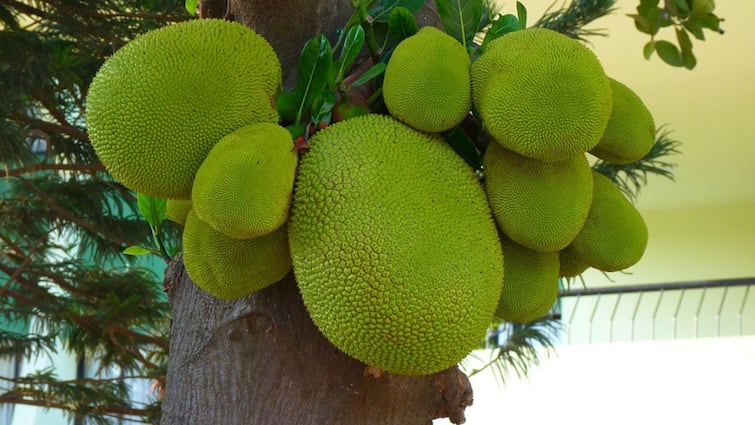 5 reasons you need to add raw jackfruit to your diet, know in details Raw Jackfruit: কেন খাবেন এঁচোড়? এর উপকারিতা সম্পর্কে জানা আছে?