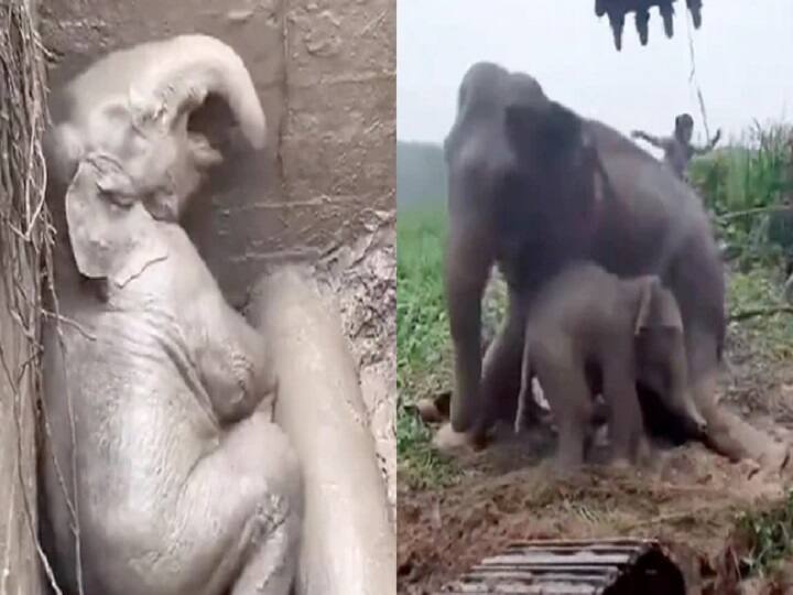 Viral Video: Baby Elephant Saved In Dramatic Rescue From Manhole In Thailand Viral Video:  பள்ளத்தில் தவறி விழுந்த குட்டி யானை: மீட்கப் போராடும் தாய் யானை - வீடியோ வைரல்!