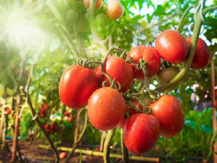 tomato bumper production by cultivation through staking technique Tomato Farming: बिना सड़े-गले हाथोंहाथ बिक जायेंगे सारे टमाटर, इस खास तकनीक से करें खेती