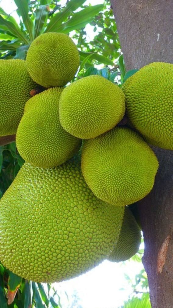 এঁচোড় উপকারী নাকি ক্ষতিকর?