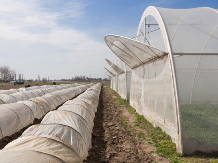 Low Tunnel Farming: पॉली हाउस से भी सस्ती है खेती की ये आधुनिक तकनीक, जानें प्लास्टिक की सुरंग में खेती करने के फायदे