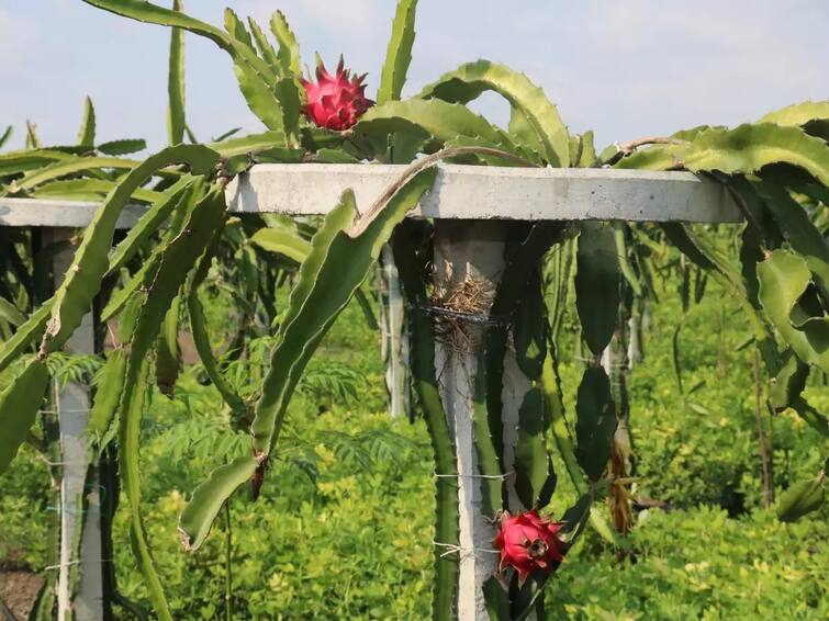 i-Khedut: For dragon fruit farmers i-khedut portel opens for subsidy application know the last date of apply i-Khedut: કમલમ ફળની ખેતી કરતા ગુજરાતના ખેડૂતો માટે ખૂલ્યું આ પોર્ટલ, સહાયની અરજી માટે આ તારીખ પહેલા કરો અરજી
