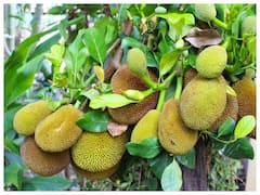 Health Benefits Of Raw Kathal: पका नहीं बल्कि कच्चा कटहल भी है सेहत के लिए कई तरह से फायदेमंद, इसलिए आज से ही डाइट में करें शामिल