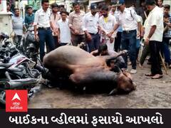 દ્વારકામાં જગતમંદિર પાસે બે આખલા વચ્ચે લડાઈ, એક આખલો બાઈકના વ્હીલમાં ફસાયો, જુઓ વિડીયો