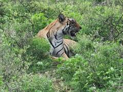 Bundi News: छोटी काशीवासियों के लिए बड़ी खुशखबरी, रामगढ़ अभ्यारण्य को मिली बाघिन की सौगात, इस महीने से शुरू होगी सफारी