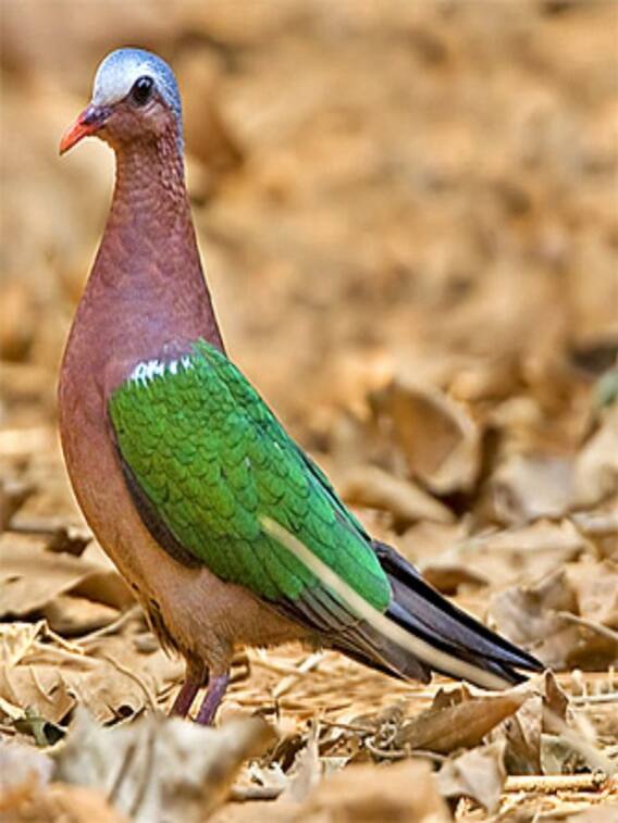 அழிந்து வரும் பறவை வகைகள்........!