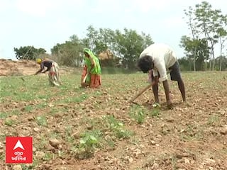 BANASKANTHA :  વરસાદ ખેંચાતા ધરતીપુત્રોમાં નિરાશા, પાક નિષ્ફળ જવાની ભીતી