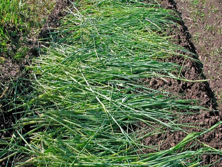 Green Fertilizer: कैमिकल फर्टिलाइजर से भी ज्यादा सस्ती और पावरफुल है ये वाली खाद, मिट्टी के साथ सुधारेगी फसल की क्वालिटी